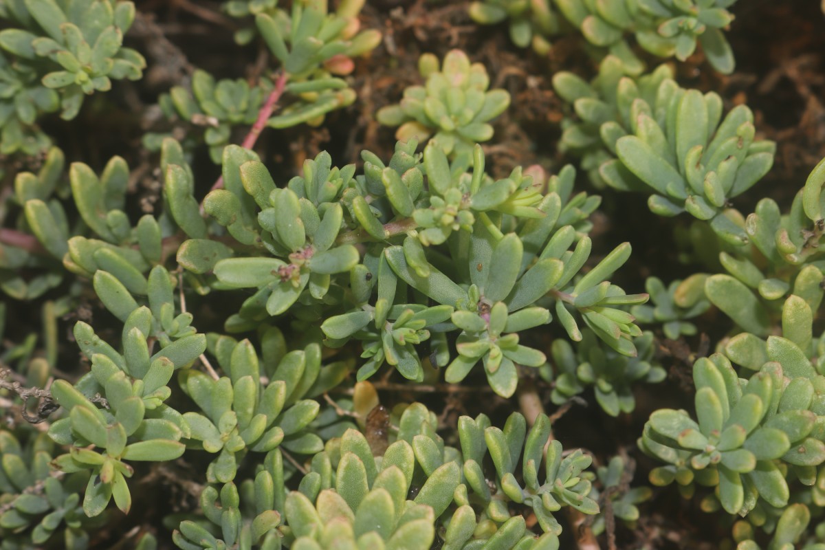 Suaeda vermiculata Forssk. ex J.F.Gmel.